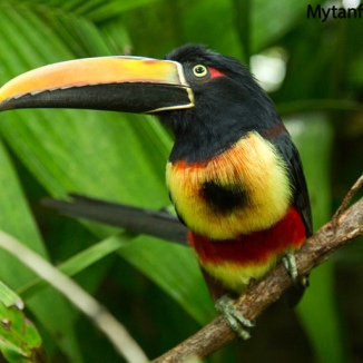 Where-to-see-toucans-in-Costa-Rica-Fiery-billed-Aracari